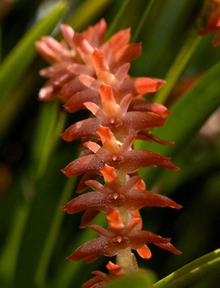 Coelogyne wenzelii - photo 2