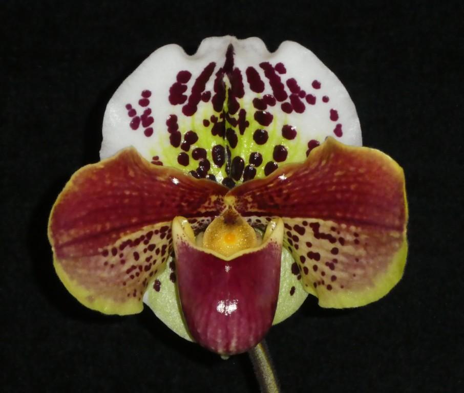 Paph Millenium Thunder