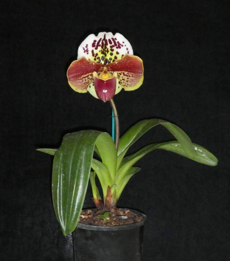Paphiopedilum Millenium Thunder - photo 2