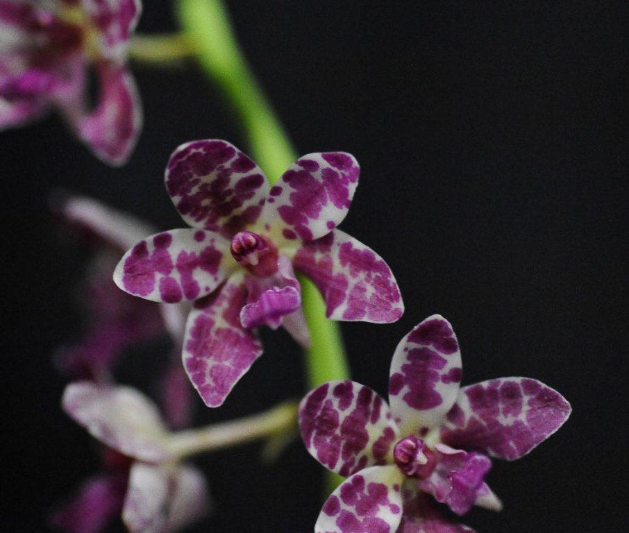 Rhynchonopsis Dragon Charmey