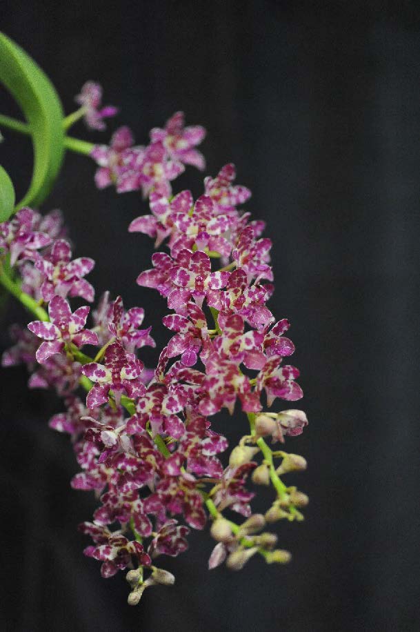 Rhynchonopsis Dragon Charmey - photo 2