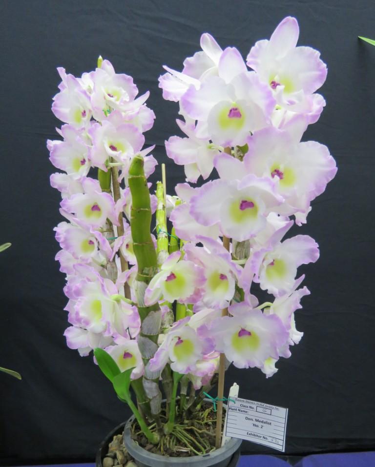 Dendrobium Medalist - photo 2