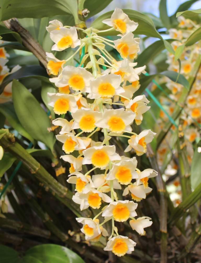 Dendrobium Cream Cascade - photo 2