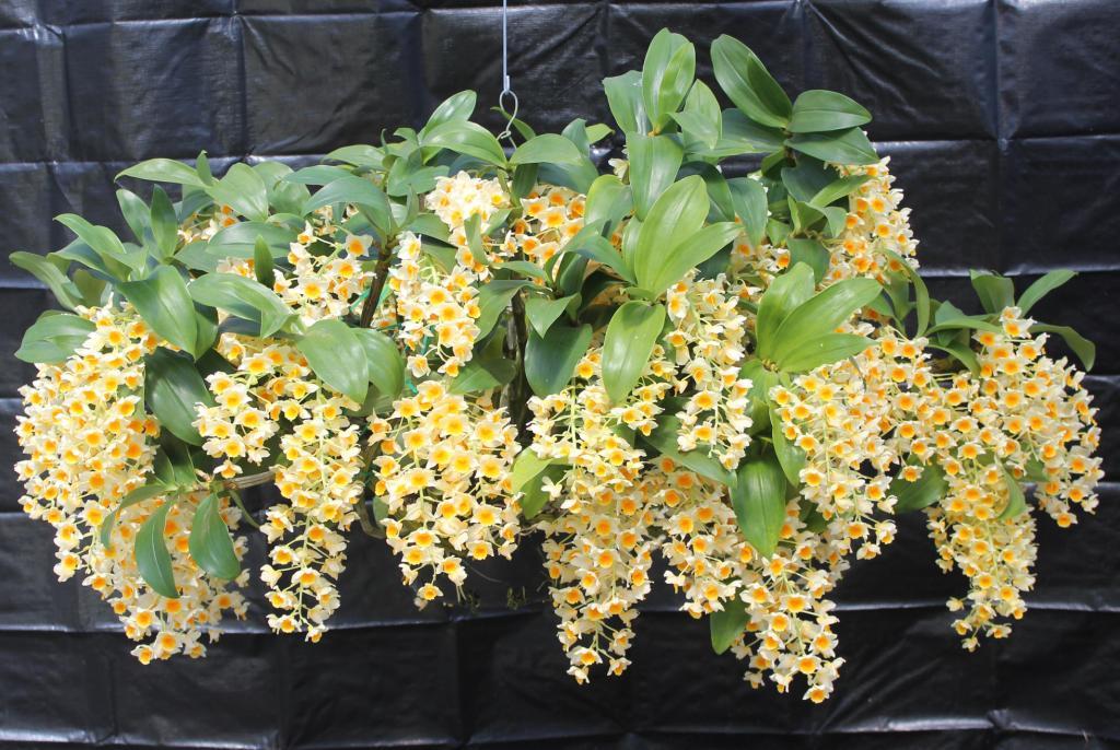 Dendrobium Cream Cascade - photo 2