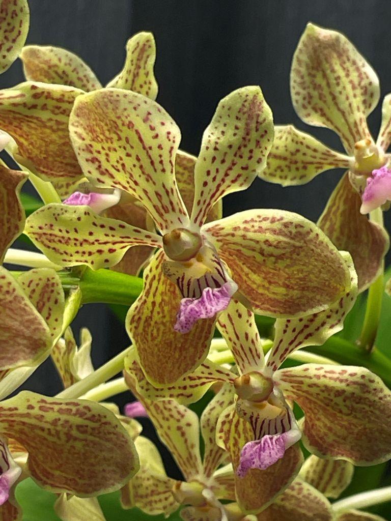 Vandachostylis Agusan River