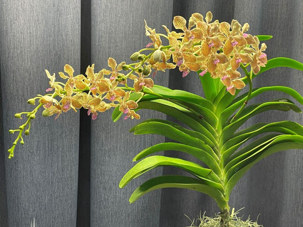 Vandachostylis Agusan River - photo 2