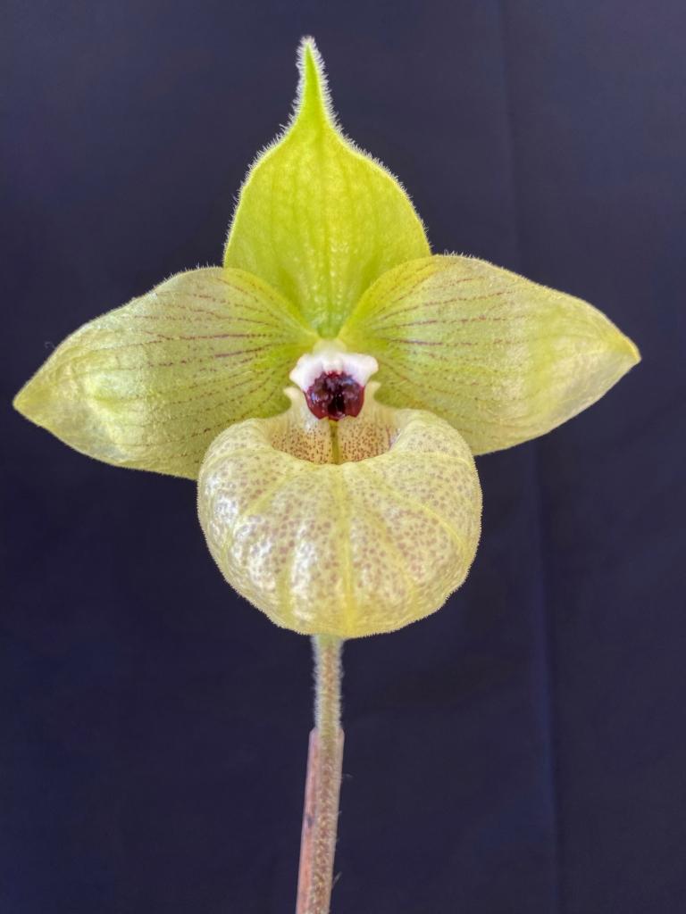 Paphiopedilum malipoense
