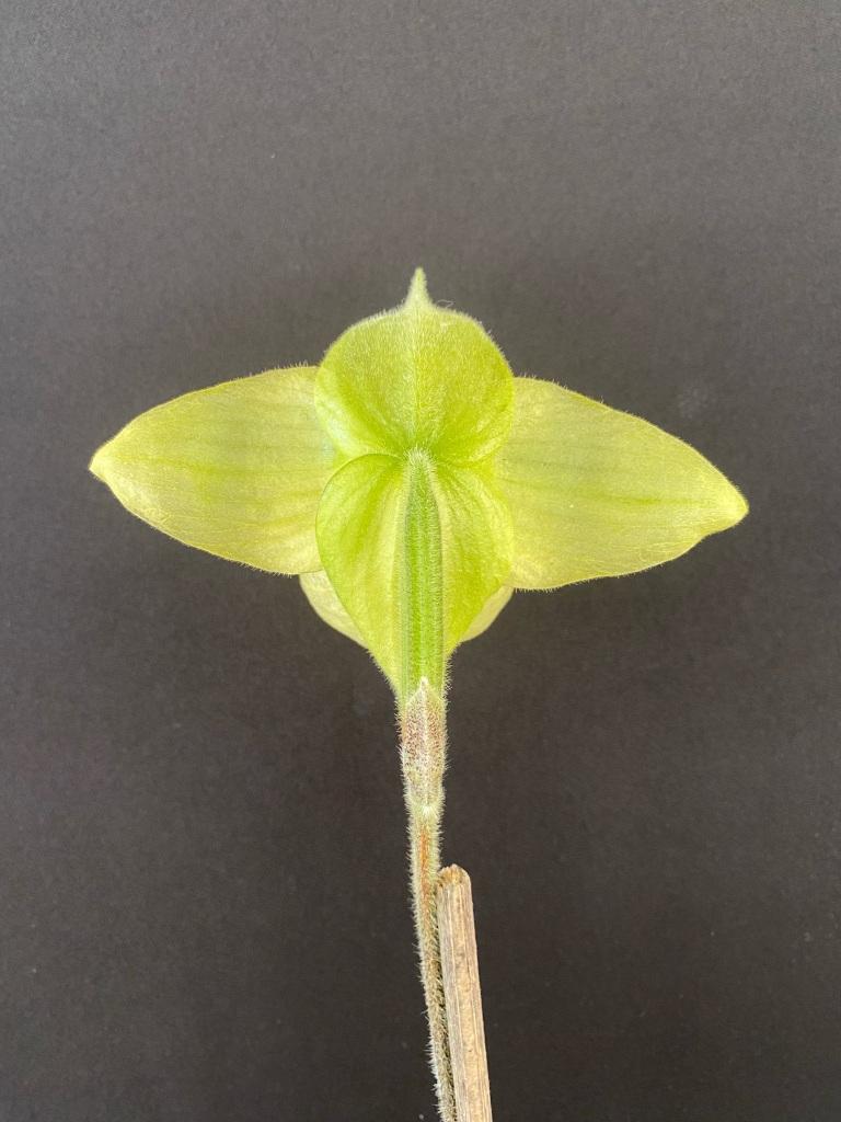 Paphiopedilum malipoense - photo 2