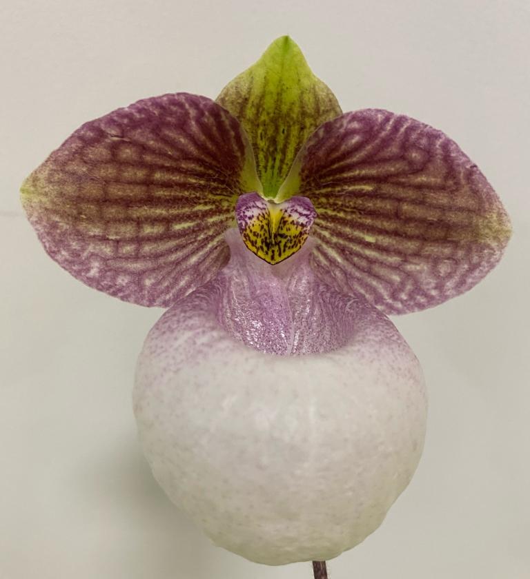 Paph Fanaticum