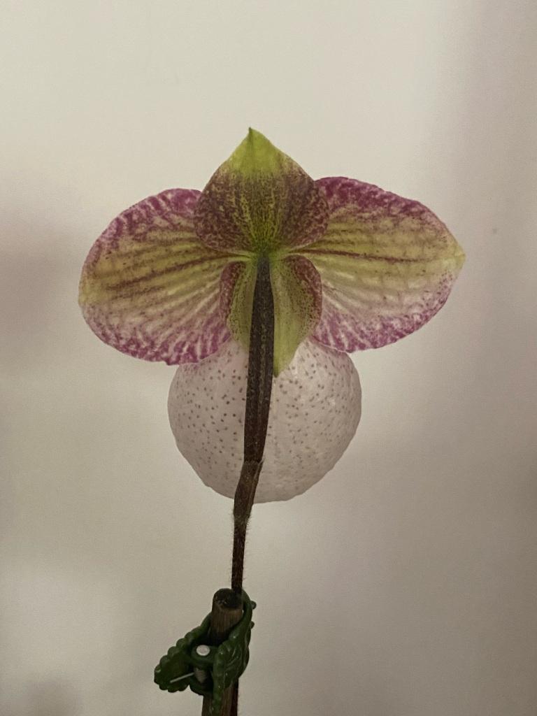 Paphiopedilum Fanaticum - photo 2