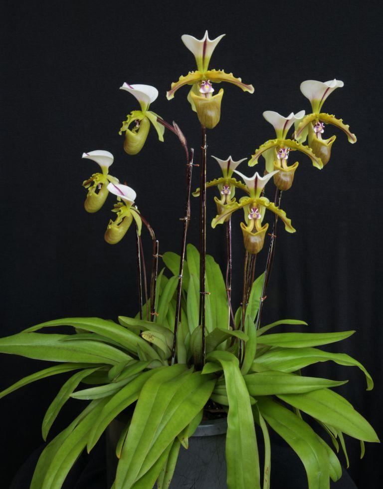 Paphiopedilum spicerianum 'Craig's Choice'