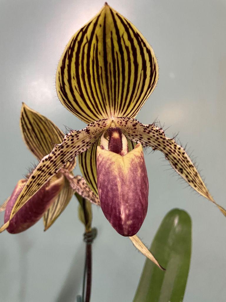 Paph Vanguard's Lebeau