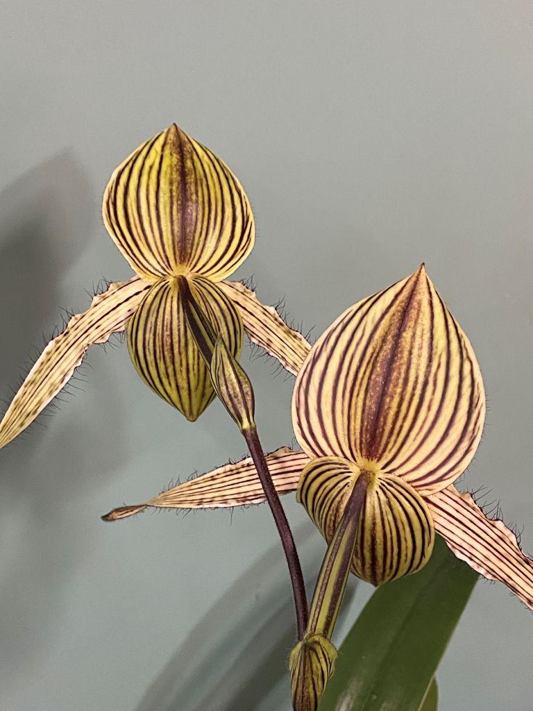 Paphiopedilum Vanguard's Lebeau - photo 2