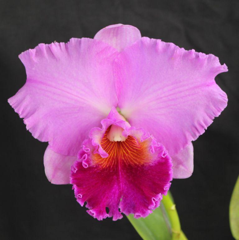 Rlc Brunswick Fry 'Alissa'