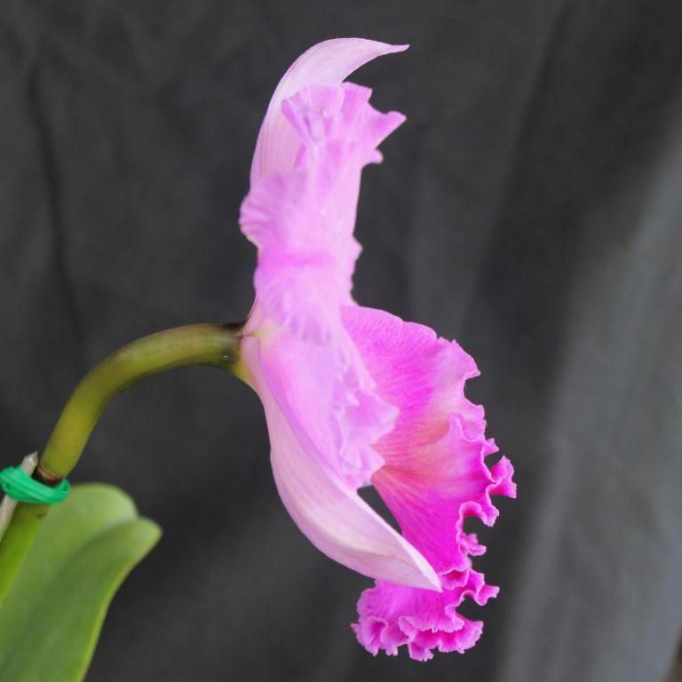 Rhyncholaeliocattleya Brunswick Fry 'Alissa' - photo 2
