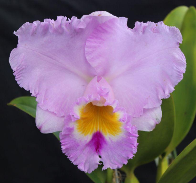 Rlc Paradise Supreme