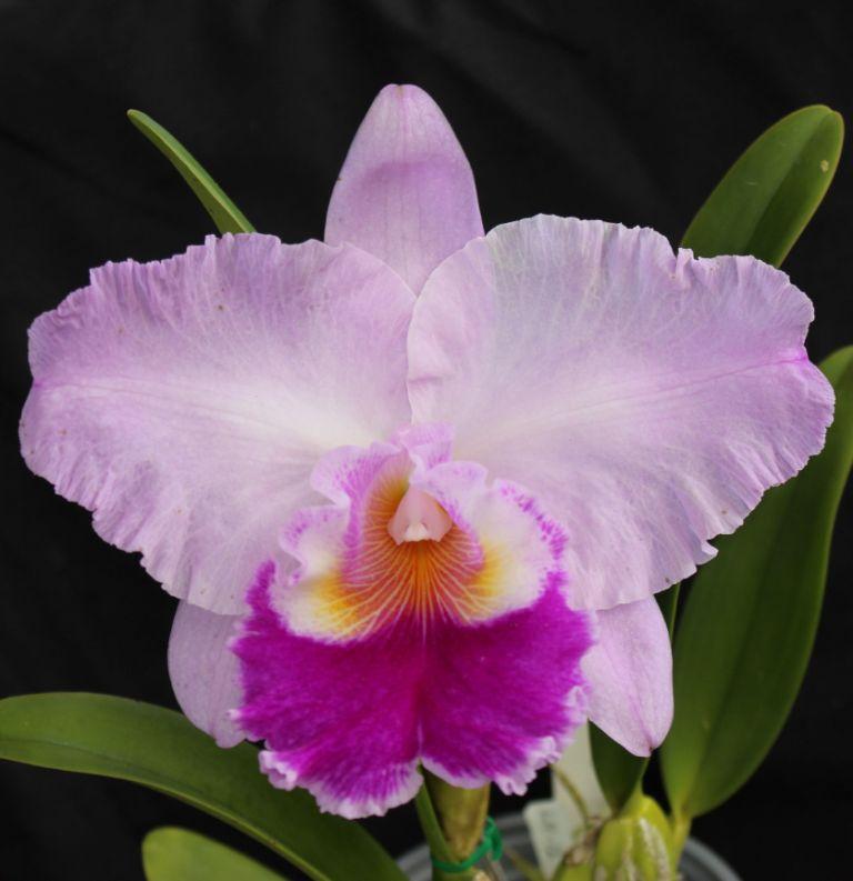 Rlc Paradise First Love