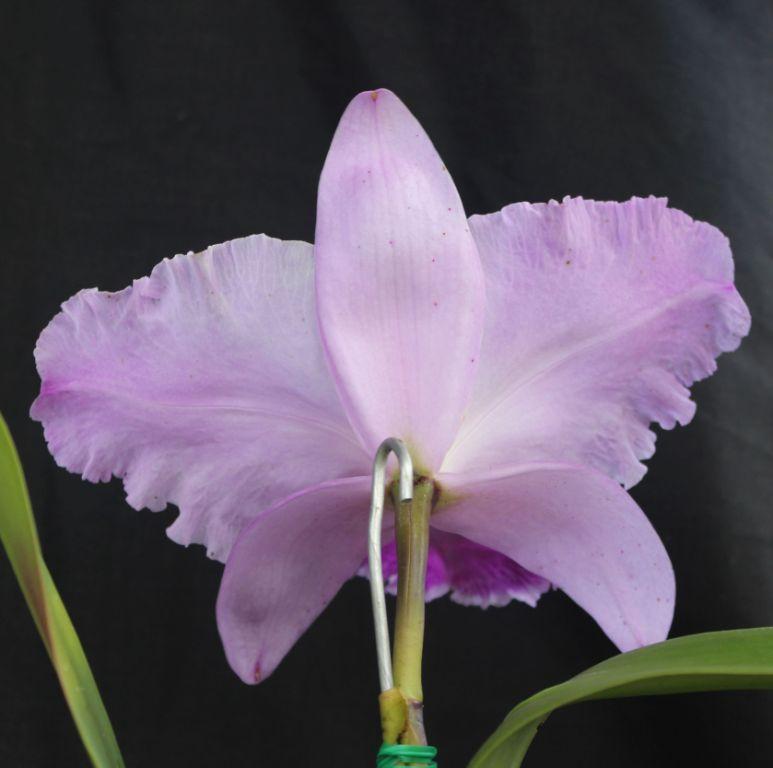 Rhyncholaeliocattleya Paradise First Love - photo 2