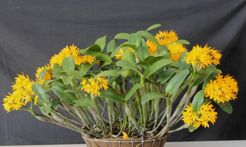 Guarianthe aurantiaca