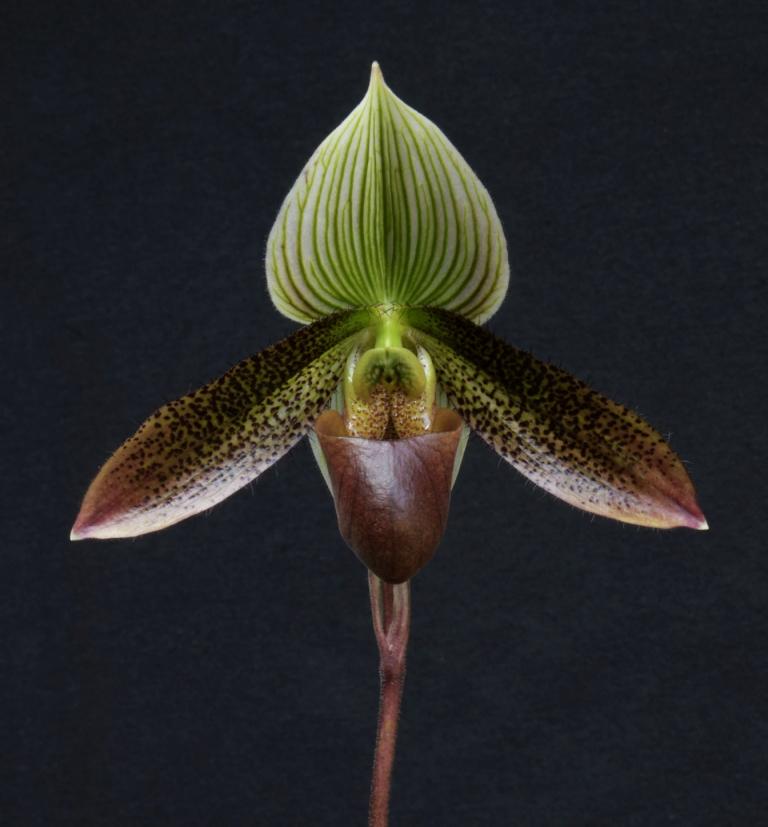 Paph Macbeth's Ghost