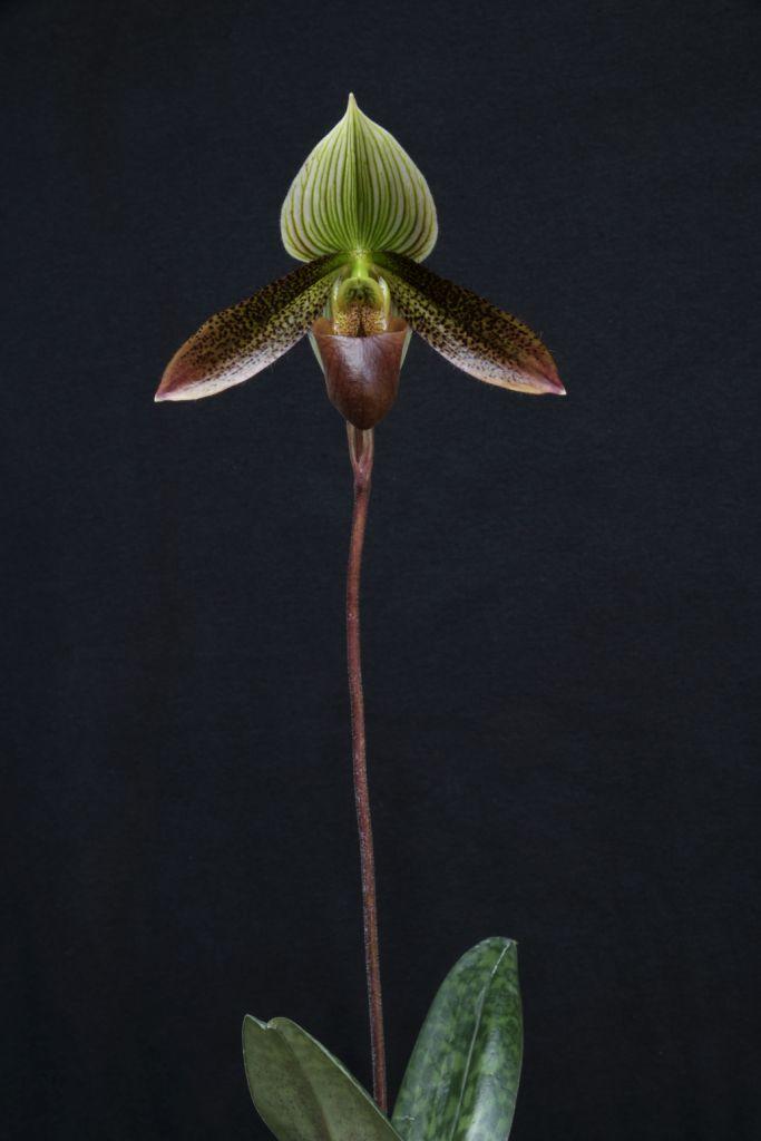 Paphiopedilum Macbeth's Ghost - photo 2