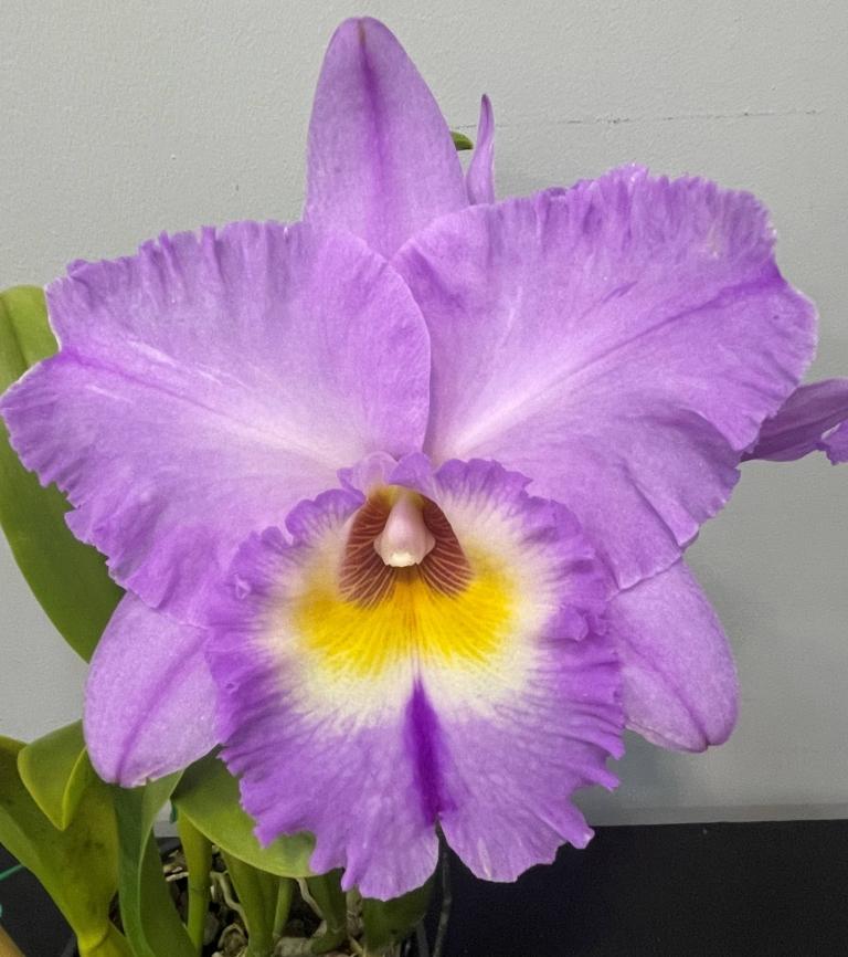 Rlc Memoria Gordon Vallance