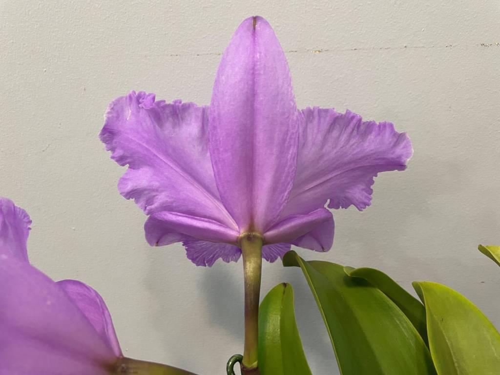 Rhyncholaeliocattleya Memoria Gordon Vallance - photo 2