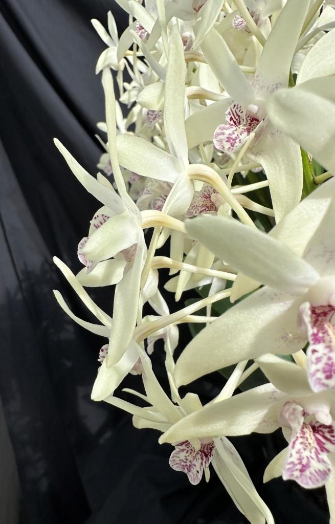 Dendrobium Duno Marilyn - photo 2