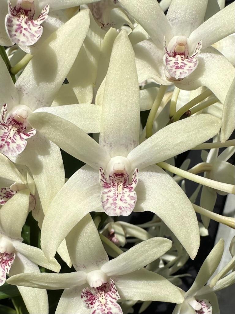 Dendrobium Duno Marilyn - photo 2