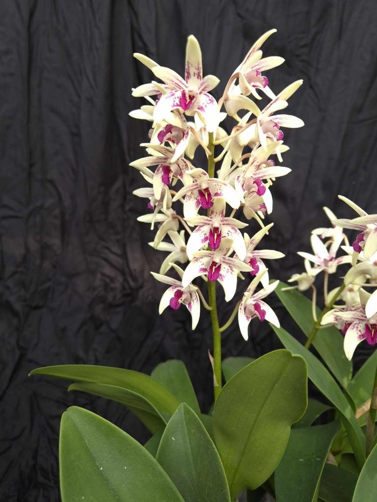 Dendrobium Phil's Joy - photo 2
