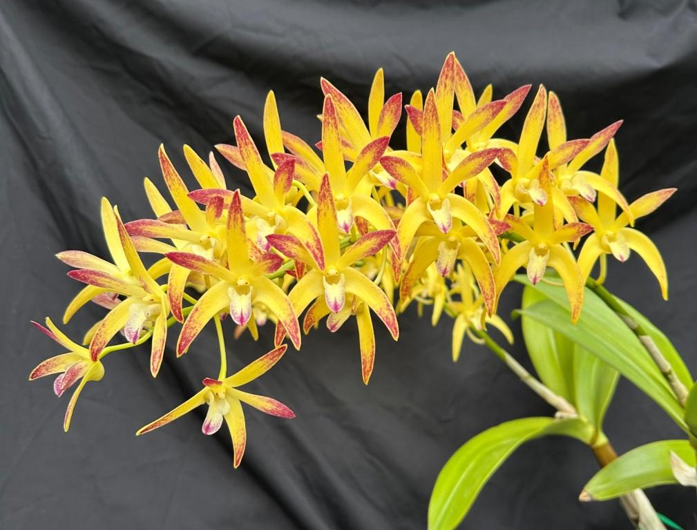 Dendrobium Greta Snow - photo 2
