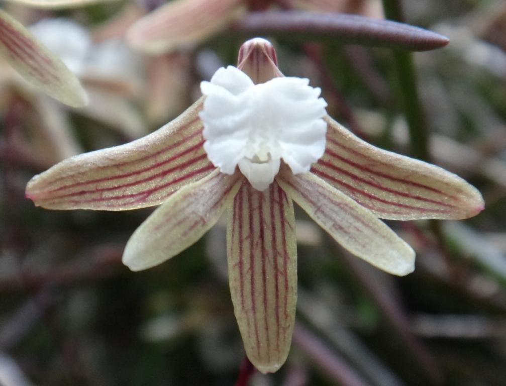 Dendrobium striolatum (ssp. banksii)
