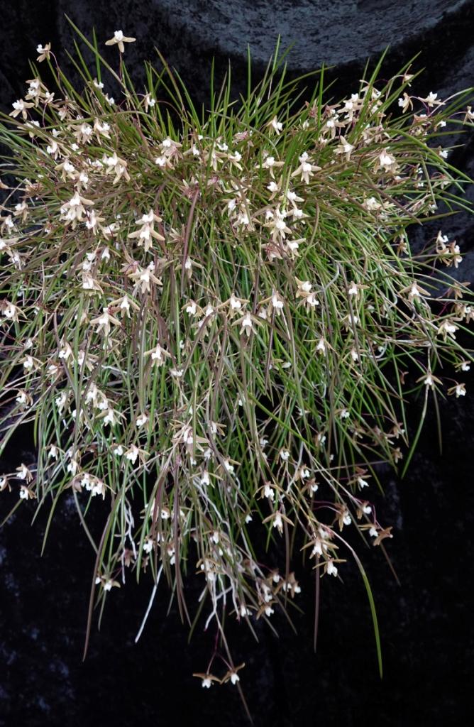 Dendrobium striolatum (ssp. banksii)