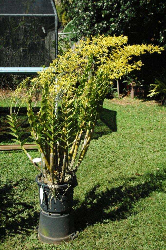 Dendrobium discolor var. broomfieldii