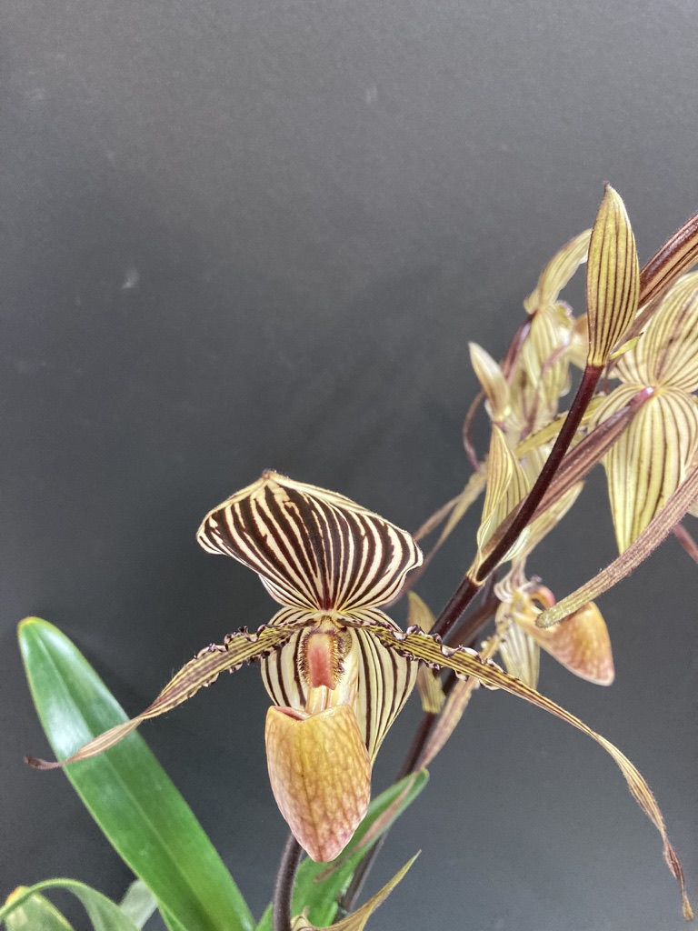 Paph Saint Swithin