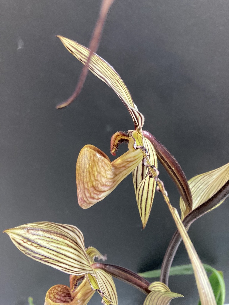 Paphiopedilum Saint Swithin - photo 2