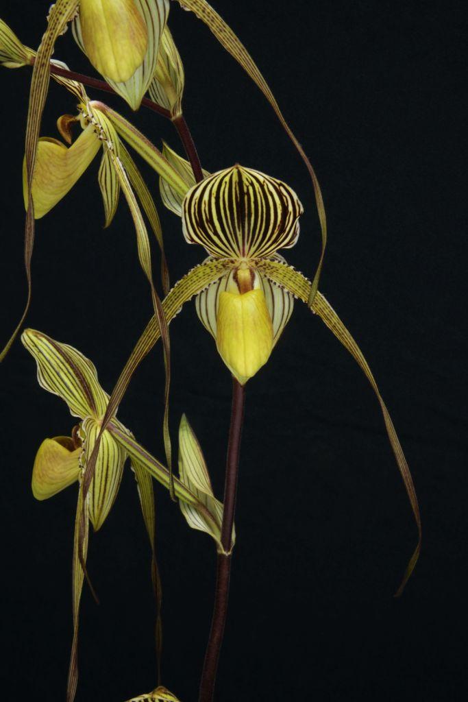 Paph Saint Swithin