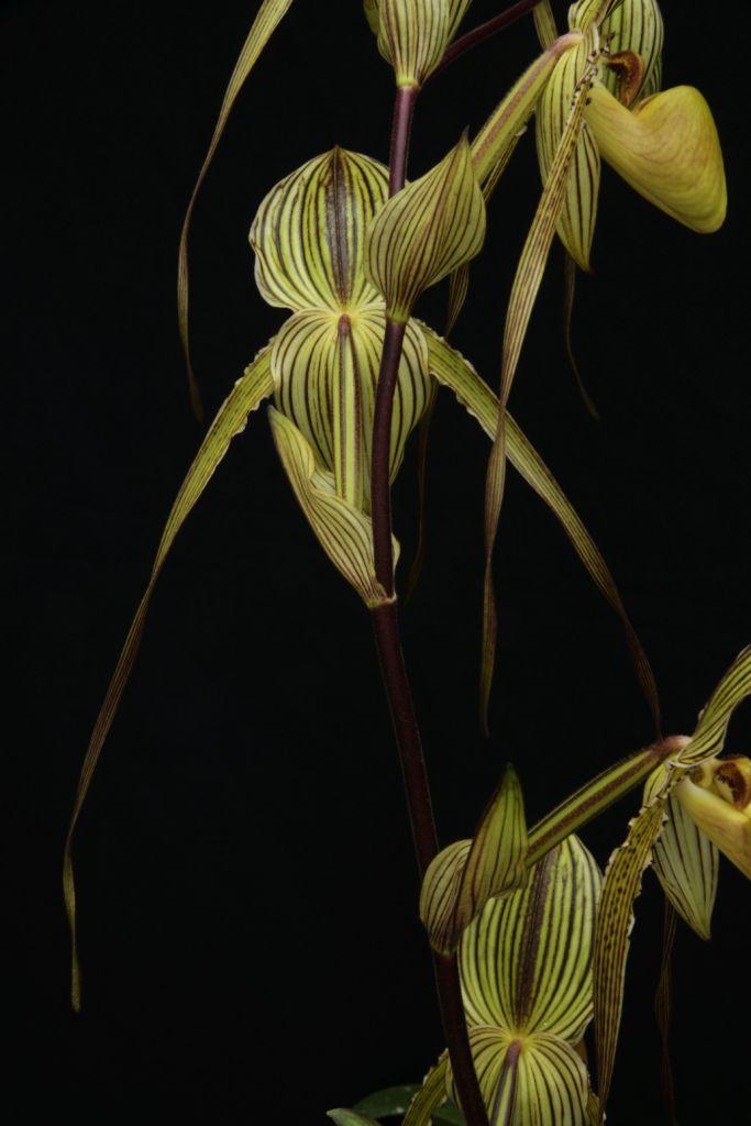 Paphiopedilum Saint Swithin - photo 2