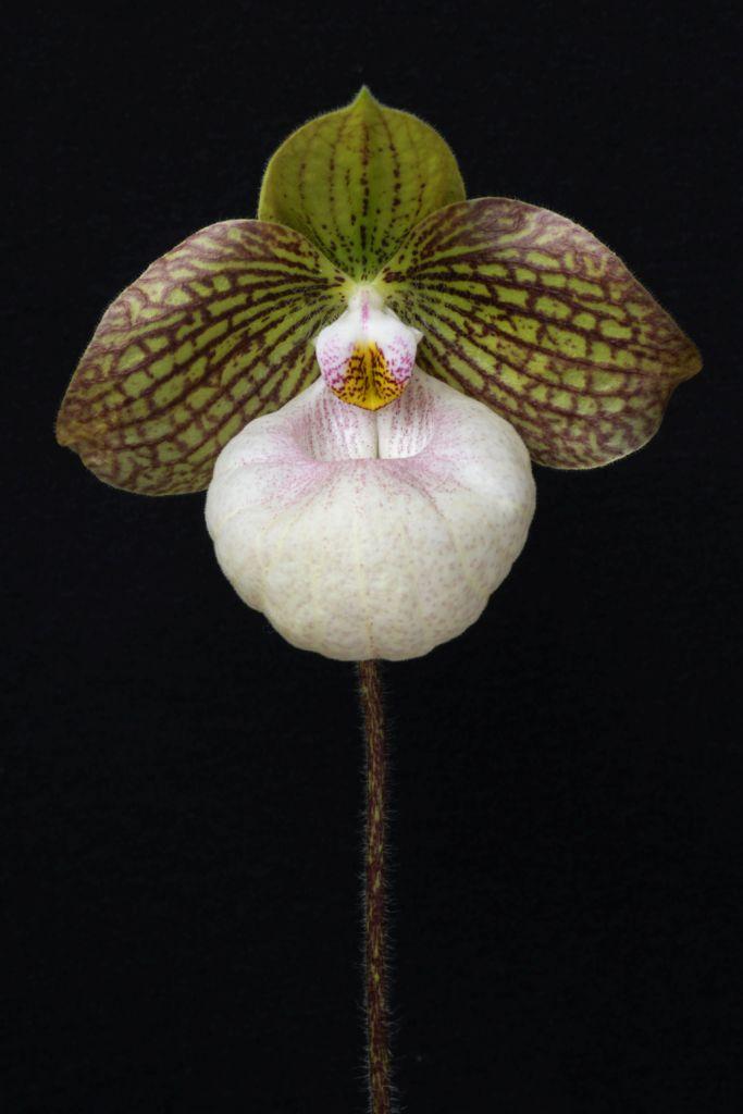 Paph Fanaticum 'Tierdon's Brooke'