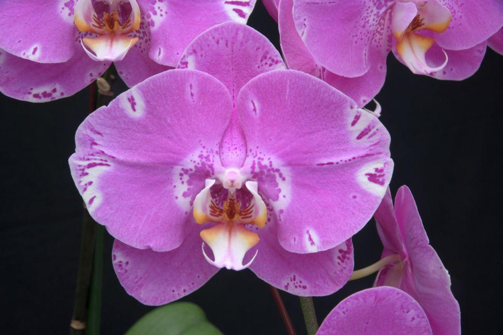 Phal Fuller's Purple Queen