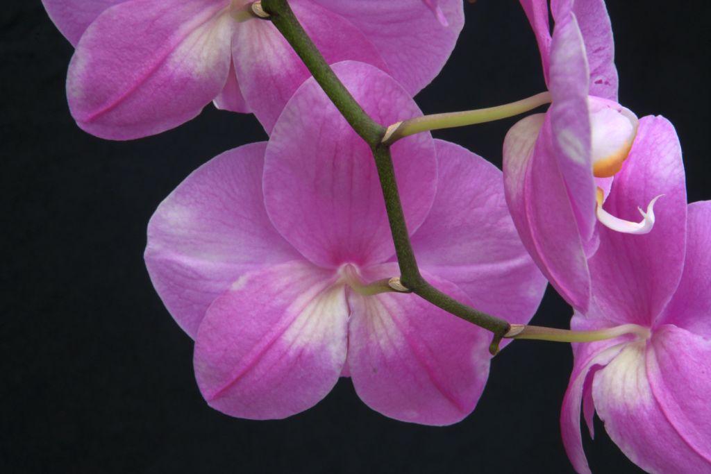 Phalaenopsis Fuller's Purple Queen - photo 2
