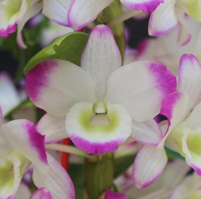 Dendrobium Second Love - photo 2