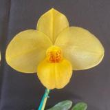 Paph Franz Glanz