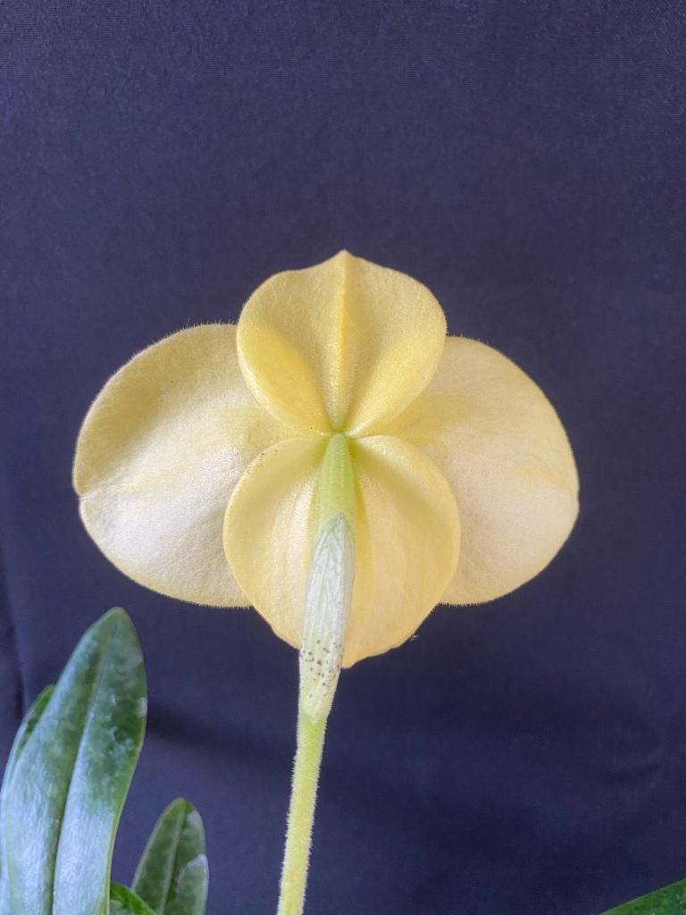 Paphiopedilum Franz Glanz - photo 2