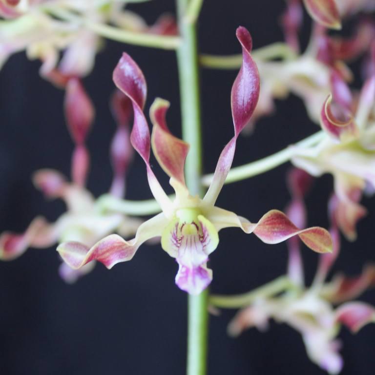 Den Luis Truscott Stainton