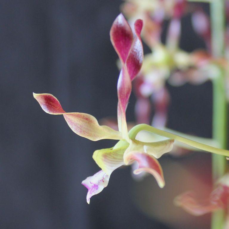 Dendrobium Luis Truscott Stainton - photo 2