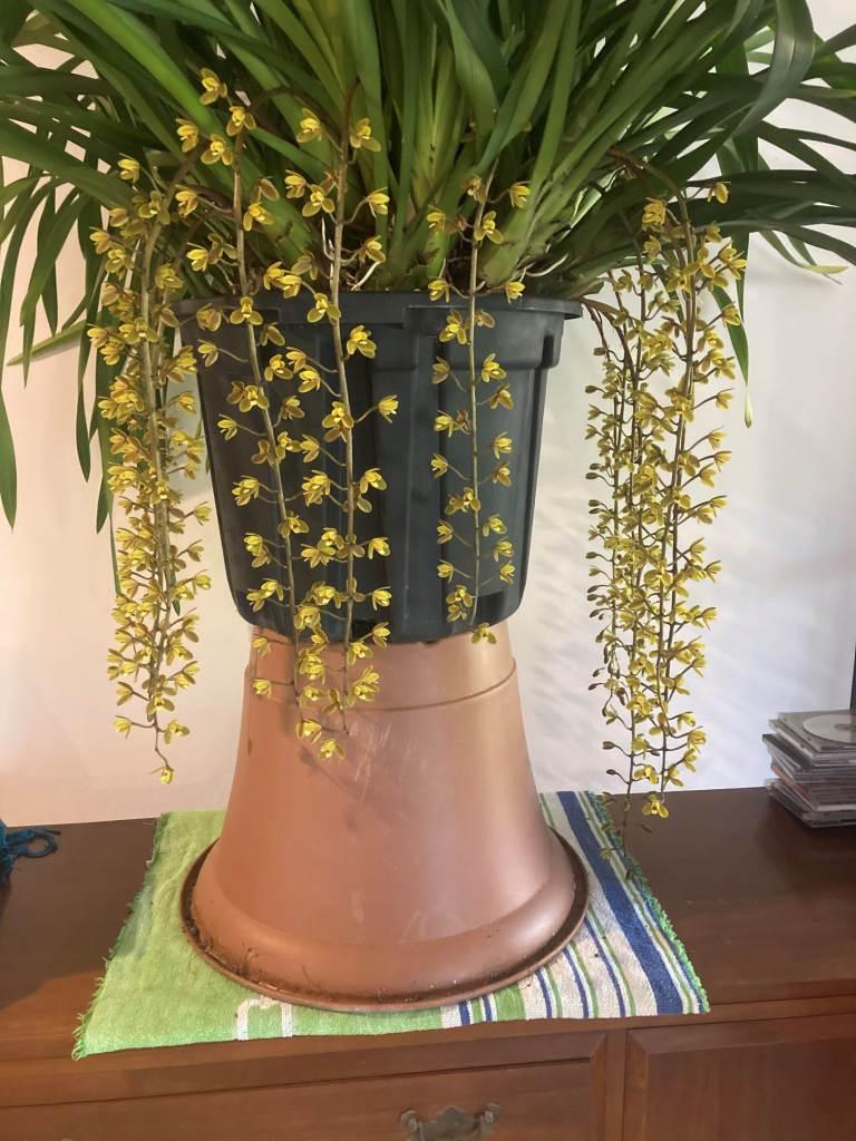 Cymbidium madidum 'Shirley's Pride'