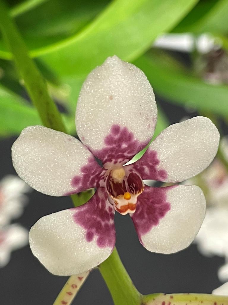 Sarcochilus Cherie - photo 2