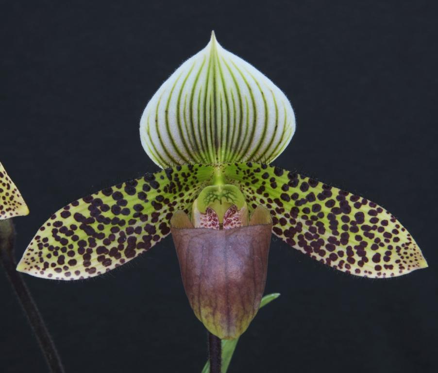 Paph Macabre
