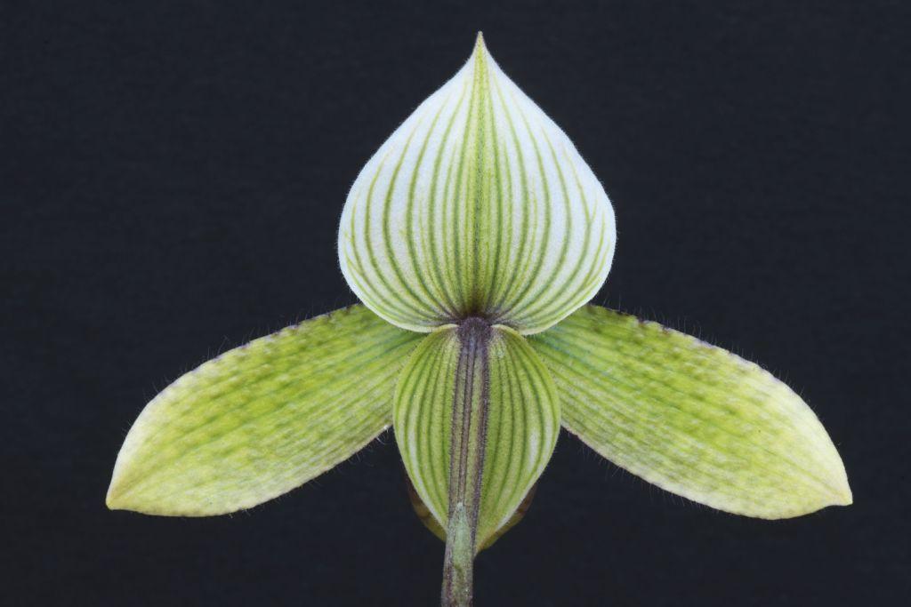 Paphiopedilum Macabre - photo 2